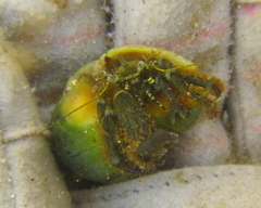 Pagurus novizealandiae