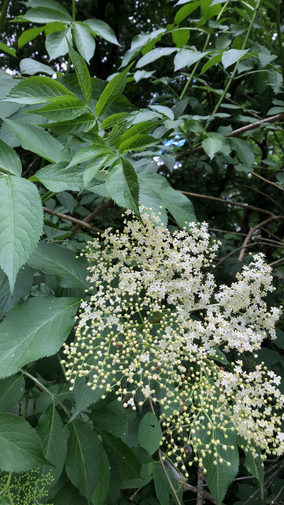 Sambucus