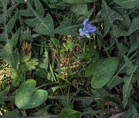 Viola