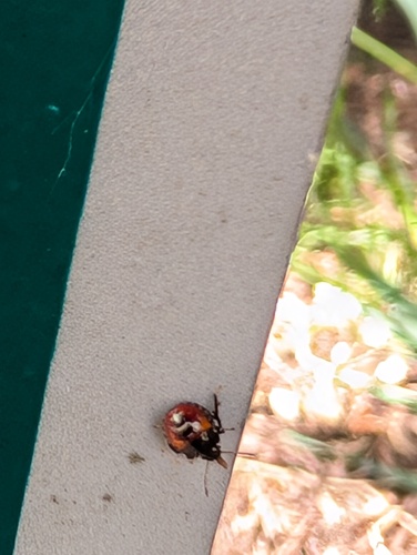 Spined soldier bug