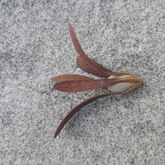 Dipterocarpaceae