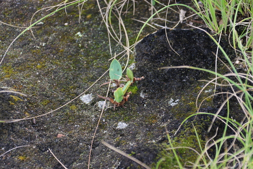 Eriospermum mackenii, photograph 2