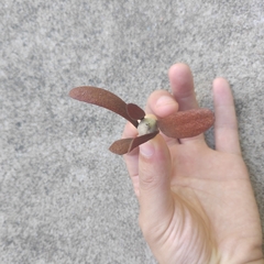 Dipterocarpaceae
