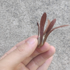 Dipterocarpaceae