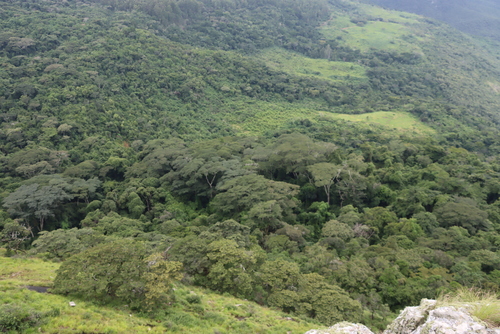 Albizia gummifera, photograph 1