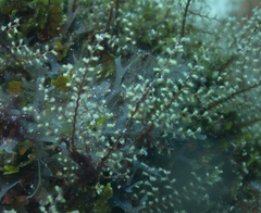 Thyroscyphus ramosus