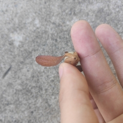 Dipterocarpaceae