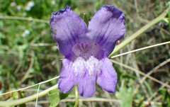 Epixiphium wislizeni
