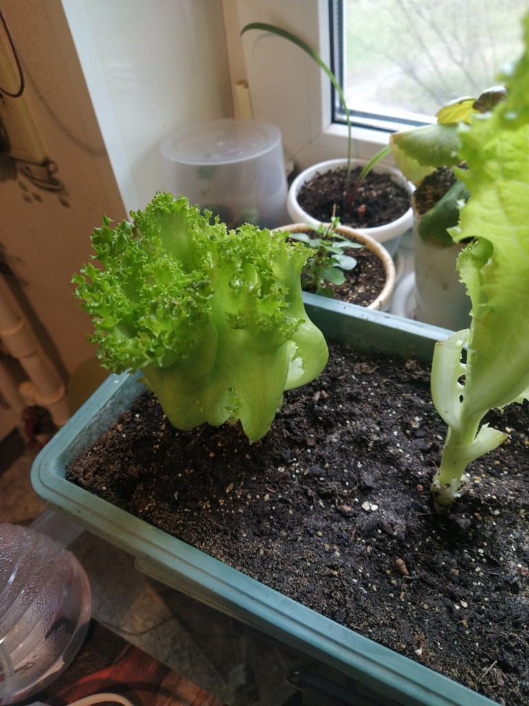Lactuca sativa