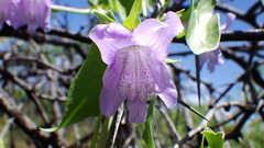 Epixiphium wislizeni