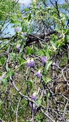 Epixiphium wislizeni