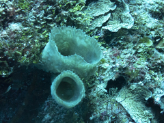 Callyspongia plicifera