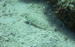 Coryphopterus glaucofraenum