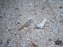 Coryphopterus glaucofraenum