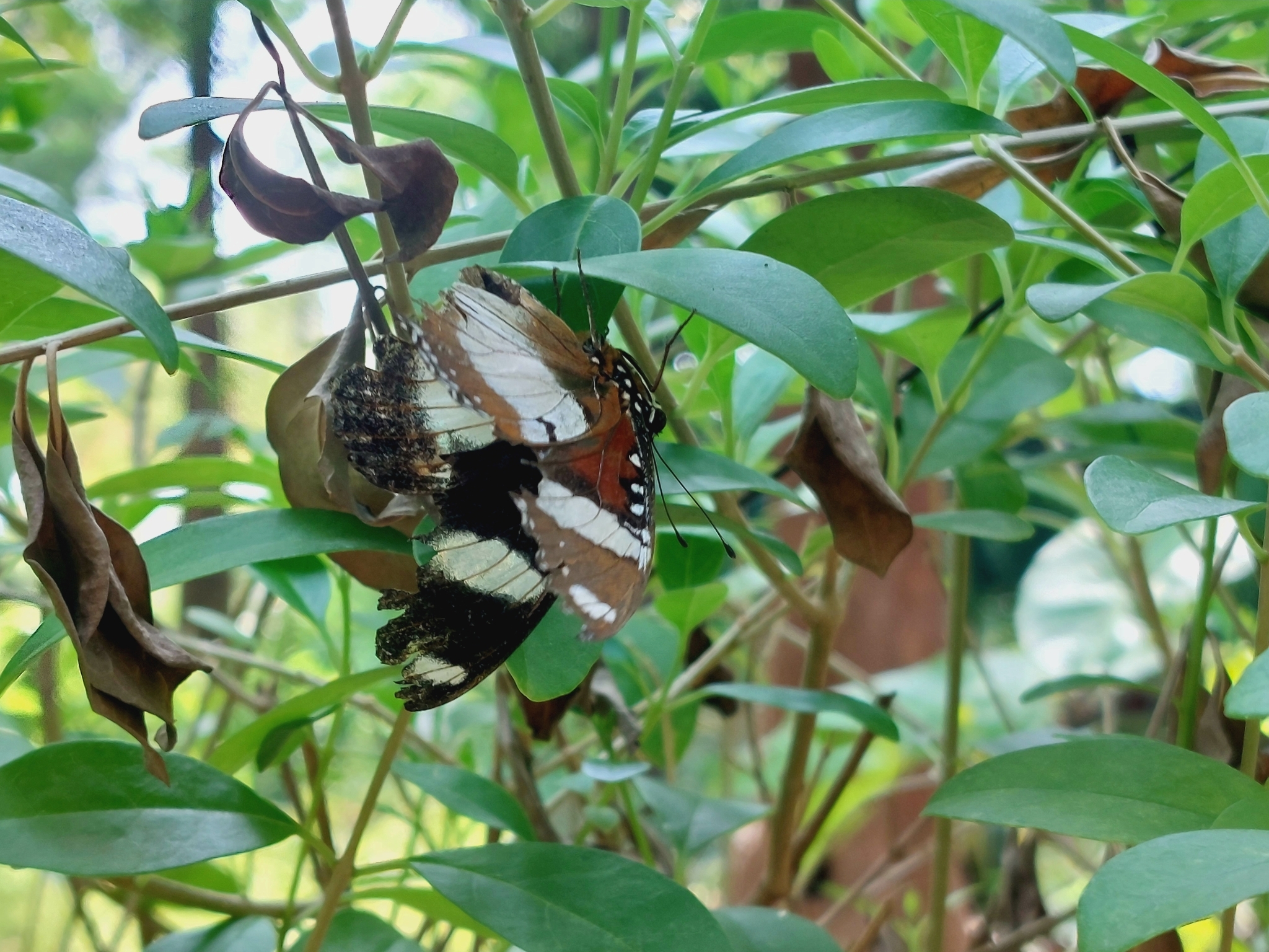 Danaid Eggfly