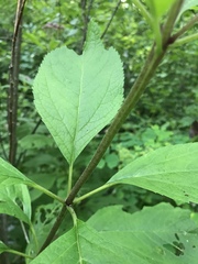 Eutrochium maculatum