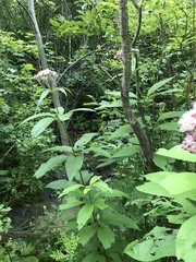 Eutrochium maculatum