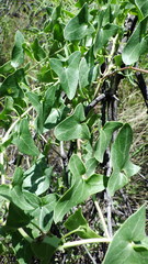 Epixiphium wislizeni