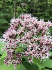 Eutrochium maculatum