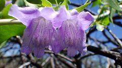 Epixiphium wislizeni