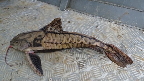 Mother of snails catfish (Megalodoras uranoscopus) — Doradidae