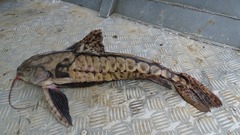 Megalodoras uranoscopus