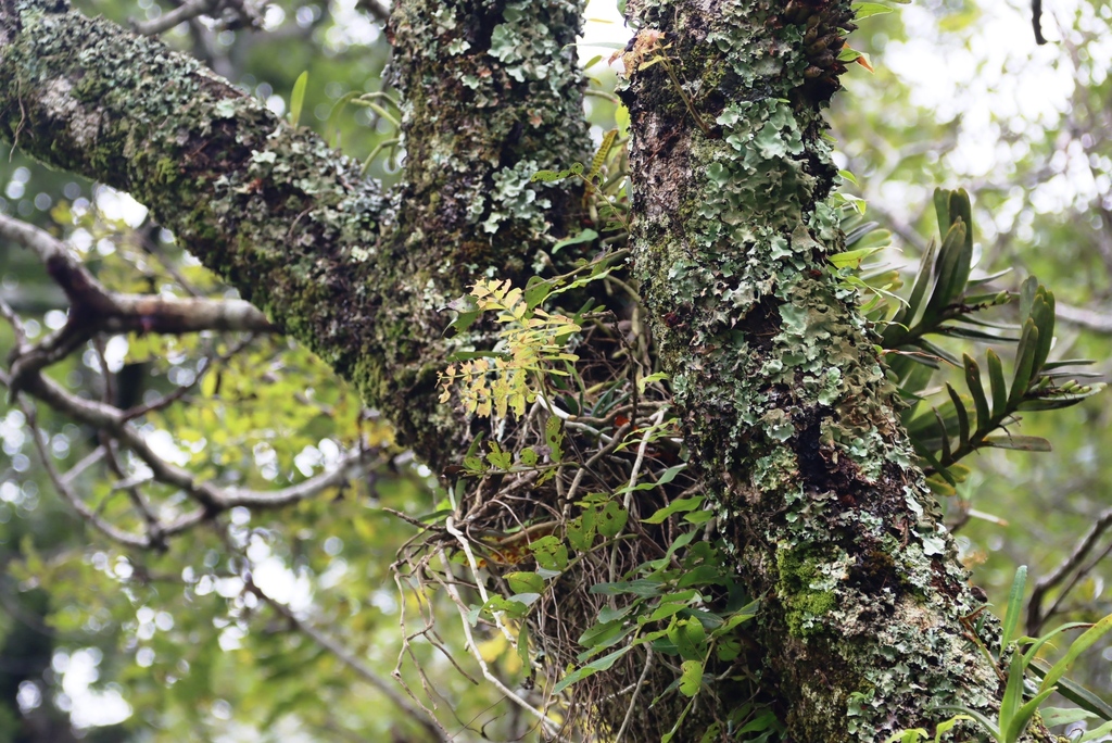 Cyrtorchis ringens