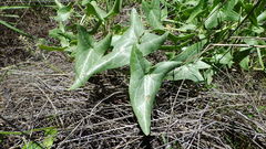 Epixiphium wislizeni