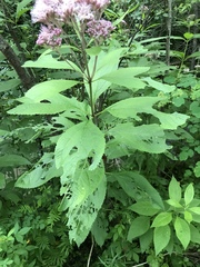 Eutrochium maculatum