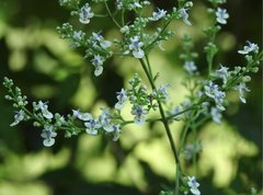 Vitex negundo cannabifolia
