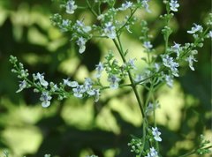 Vitex negundo cannabifolia
