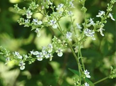 Vitex negundo cannabifolia
