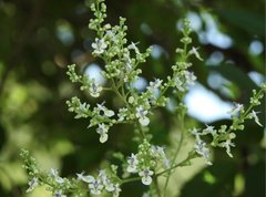 Vitex negundo cannabifolia