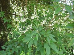 Vitex negundo cannabifolia