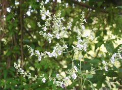 Vitex negundo cannabifolia