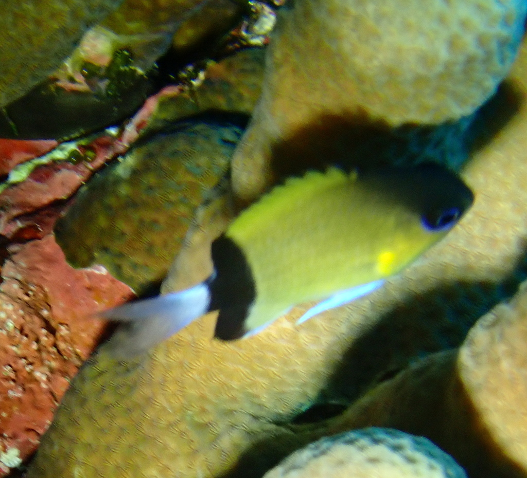 Black-bar Chromis