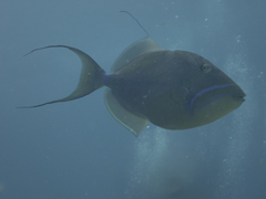 Balistes vetula