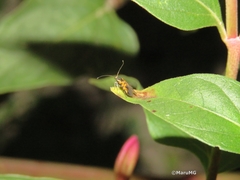 Neoheliodines arizonense