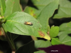 Neoheliodines arizonense