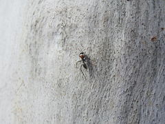 Camponotus ephippium
