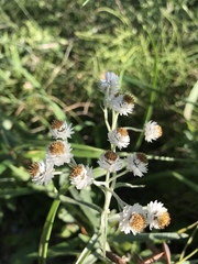 Anaphalis margaritacea