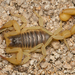 Anza-Borrego Hairy Scorpion - Photo (c) Marshal Hedin, some rights reserved (CC BY-NC-SA)