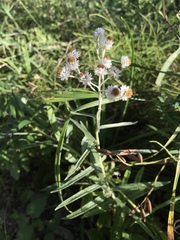 Anaphalis margaritacea