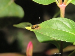 Neoheliodines arizonense