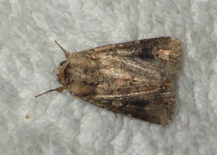 Spodoptera cilium