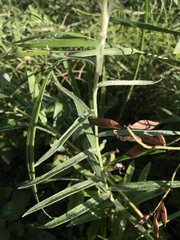 Anaphalis margaritacea