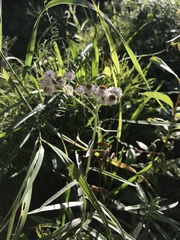 Anaphalis margaritacea