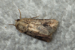 Spodoptera cilium