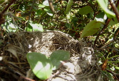 Turdus merula