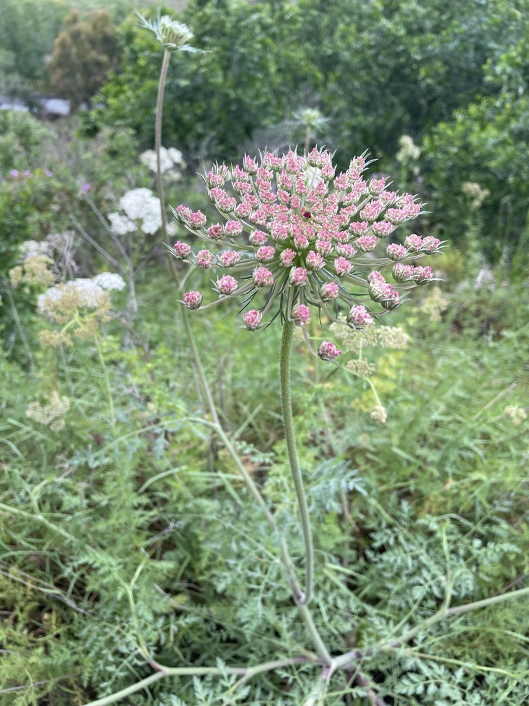 Daucus carota